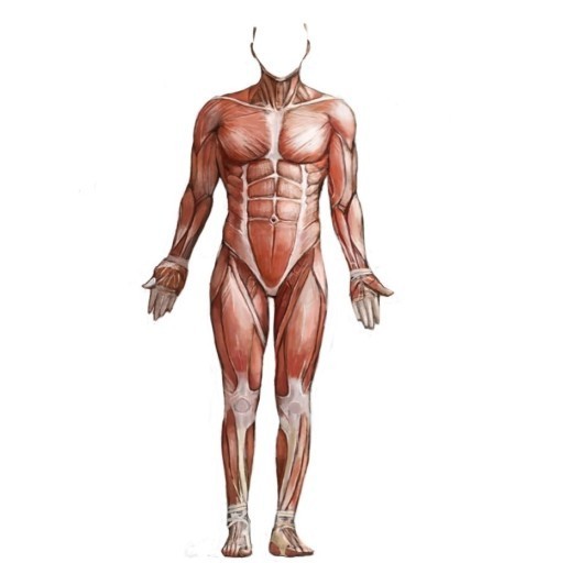 근육의 해부학 모습