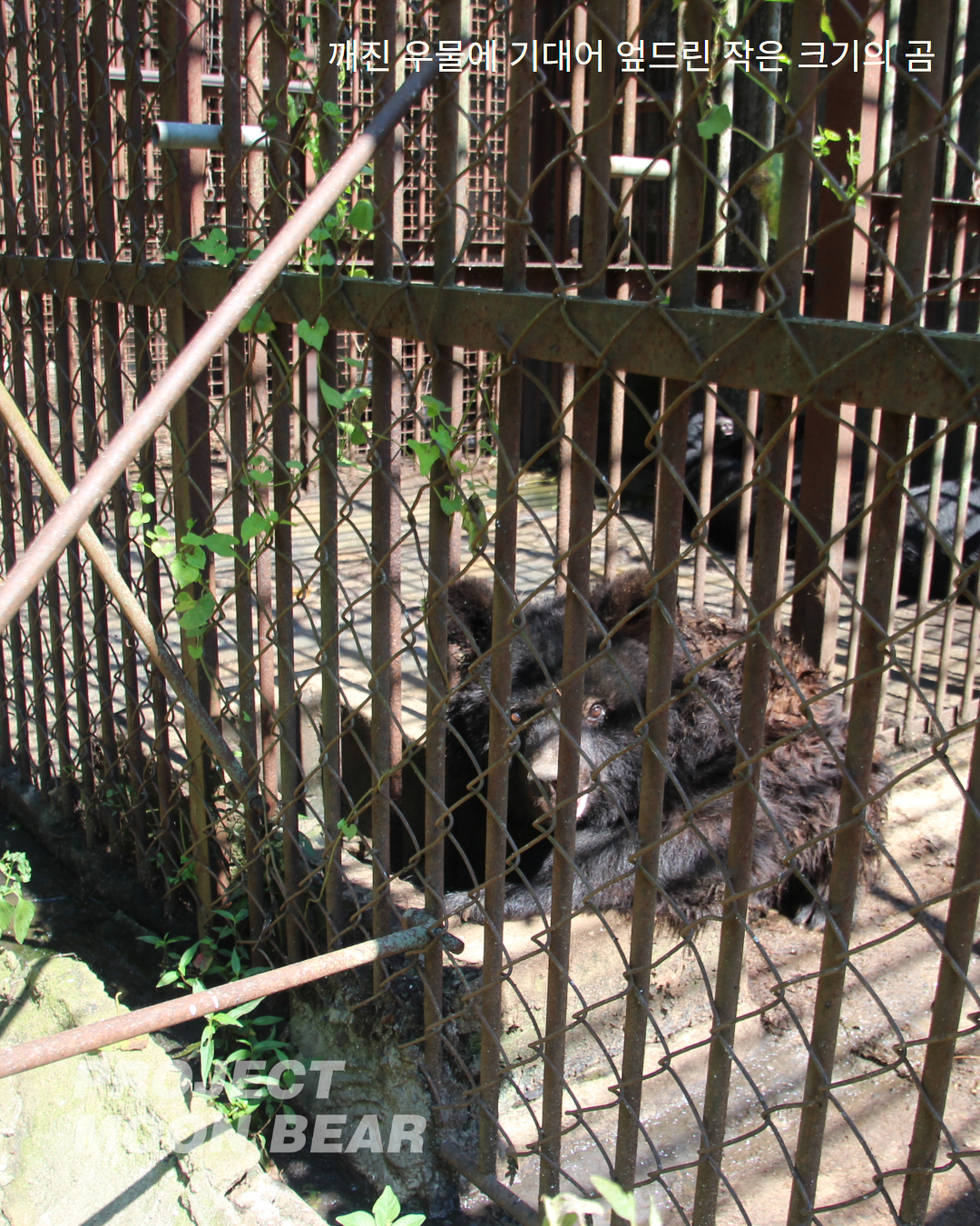 사육농장에 방치되어 있는 곰