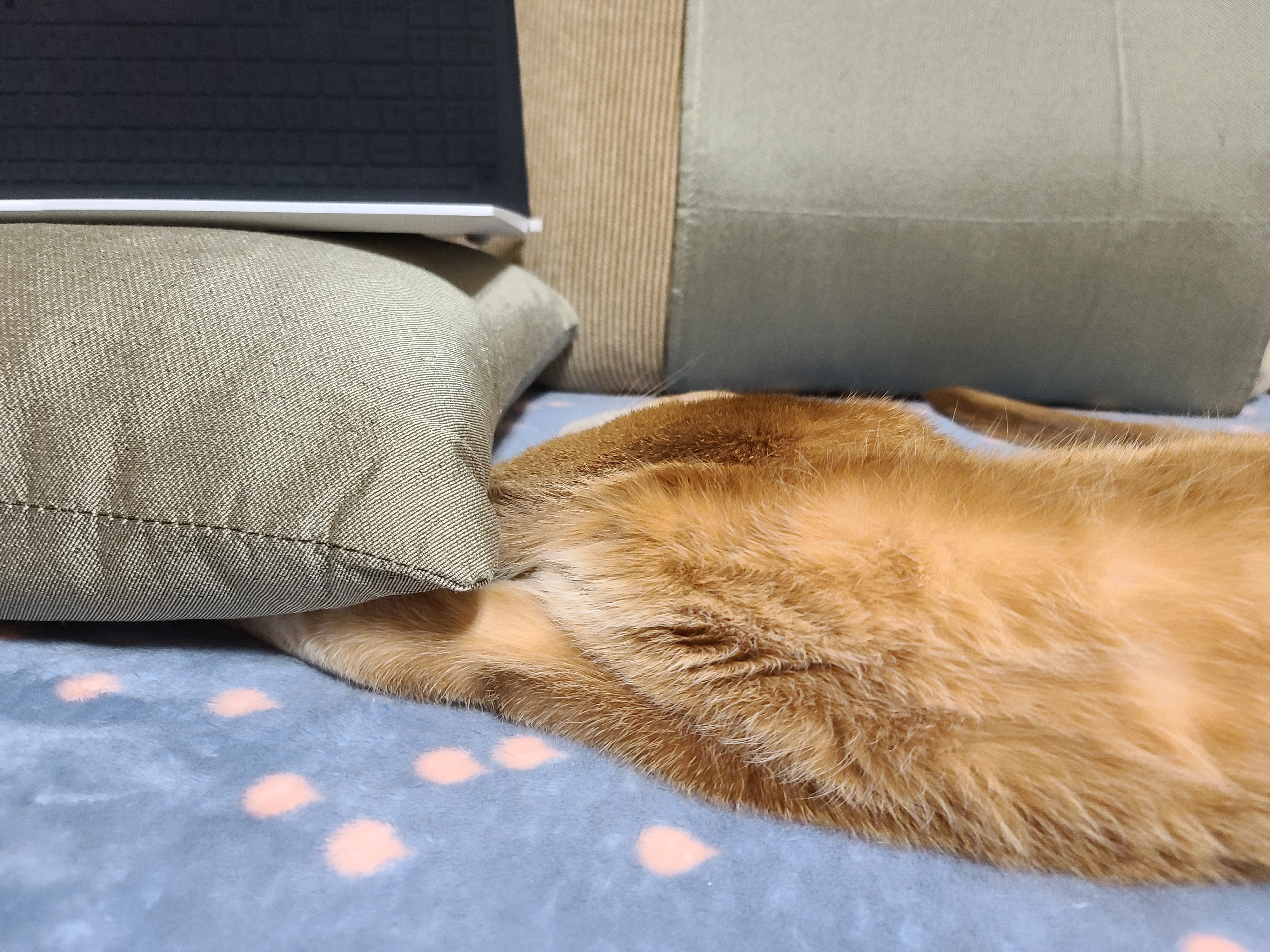 전기장판 찜질하는 고양이