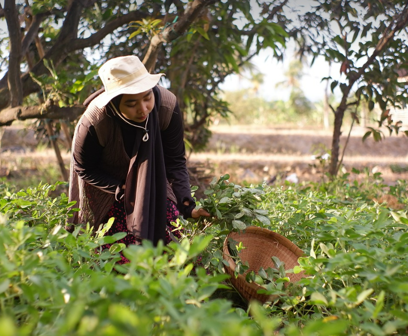 드론 기술을 활용한 농작물 관리 (농업 사진)