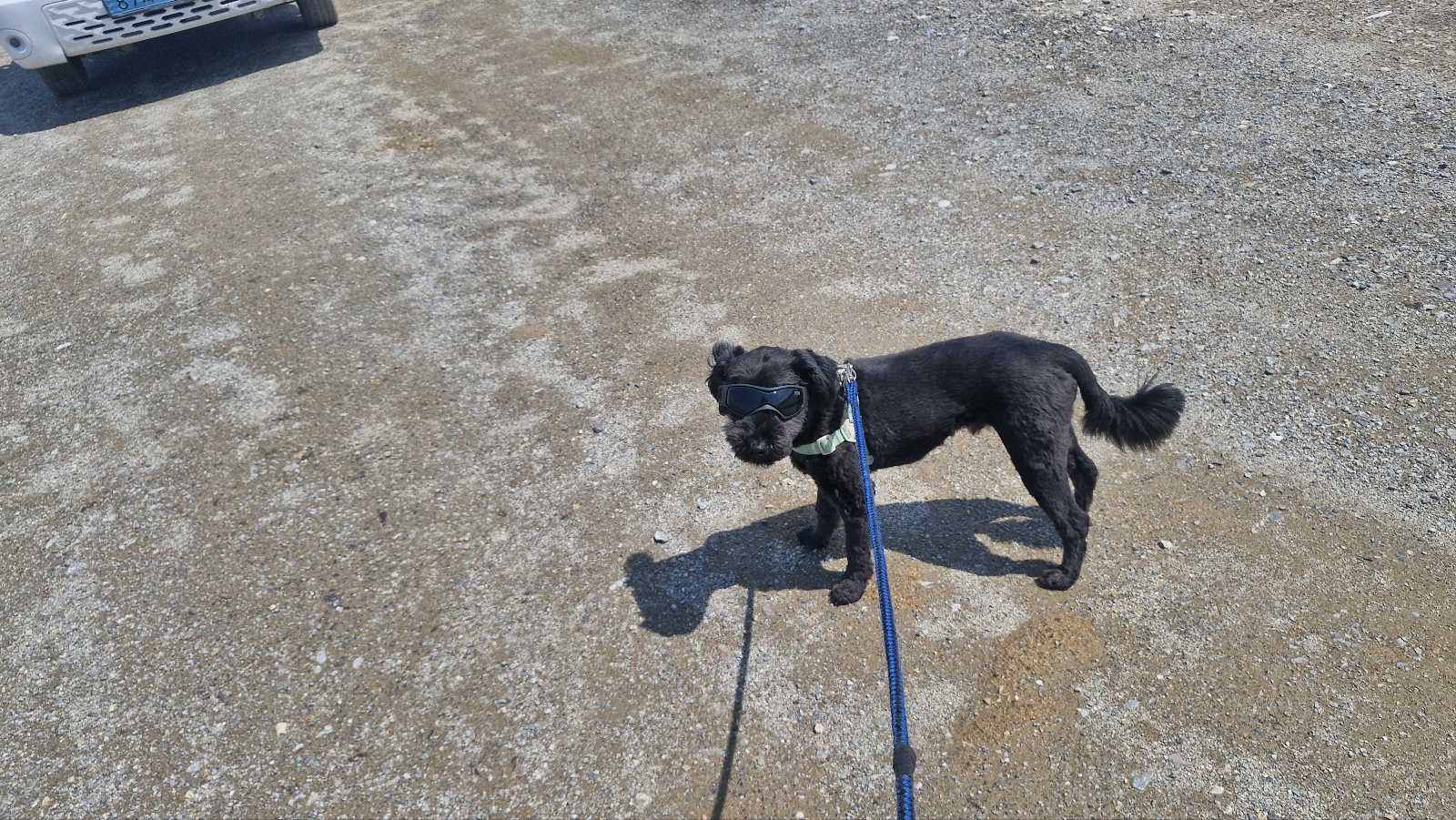 자연식 vs 화식, 털빠짐 관리 적합성 비교 (자연식, 화식, 영양)