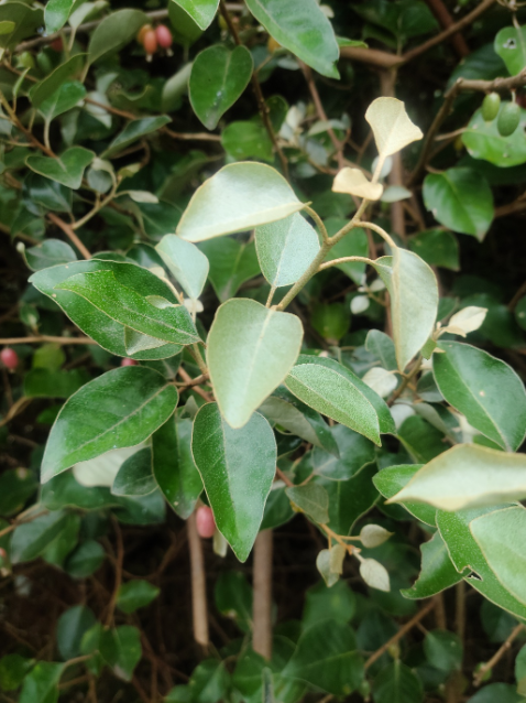 보리밥나무의 비밀 (탈모예방, 한방활용, 특허기술)