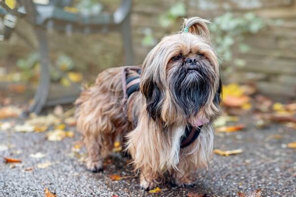시츄(Shihtzu)