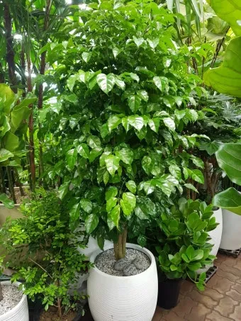 화분 여행 전 관리 급수준비 조명타이머 통풍점검 안심외출 체크_9