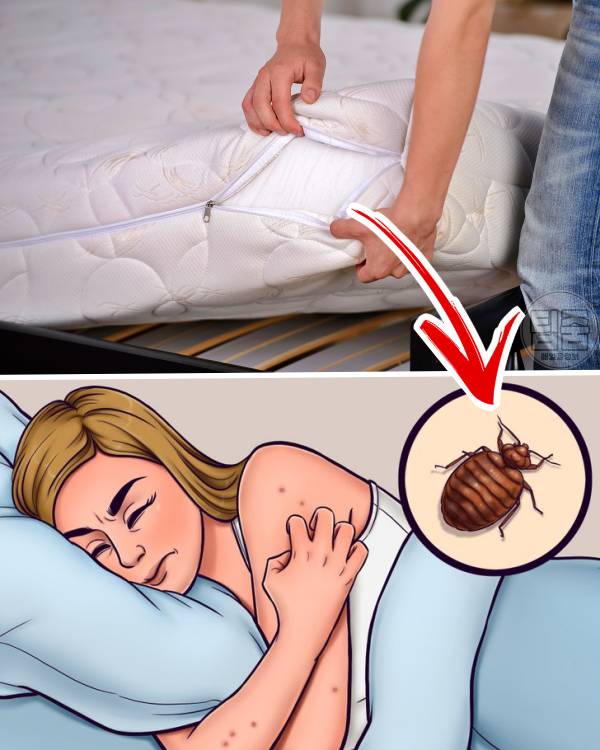 메모리폼 매트리스 수명,매트리스 교체 주기,집먼지진드기