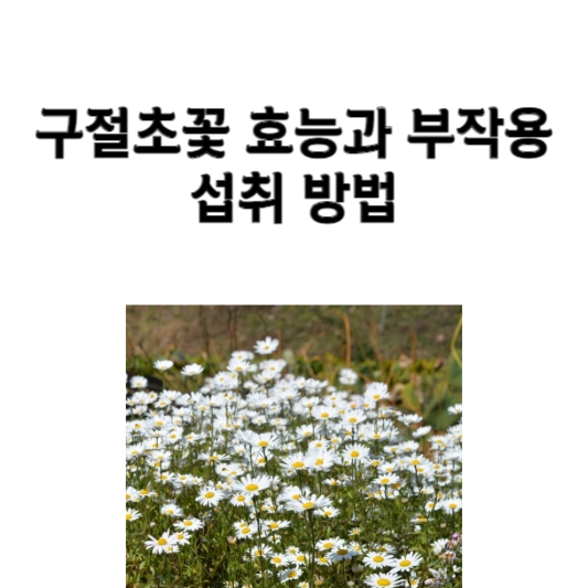 구절초꽃 효능과 부작용 및 섭취 방법