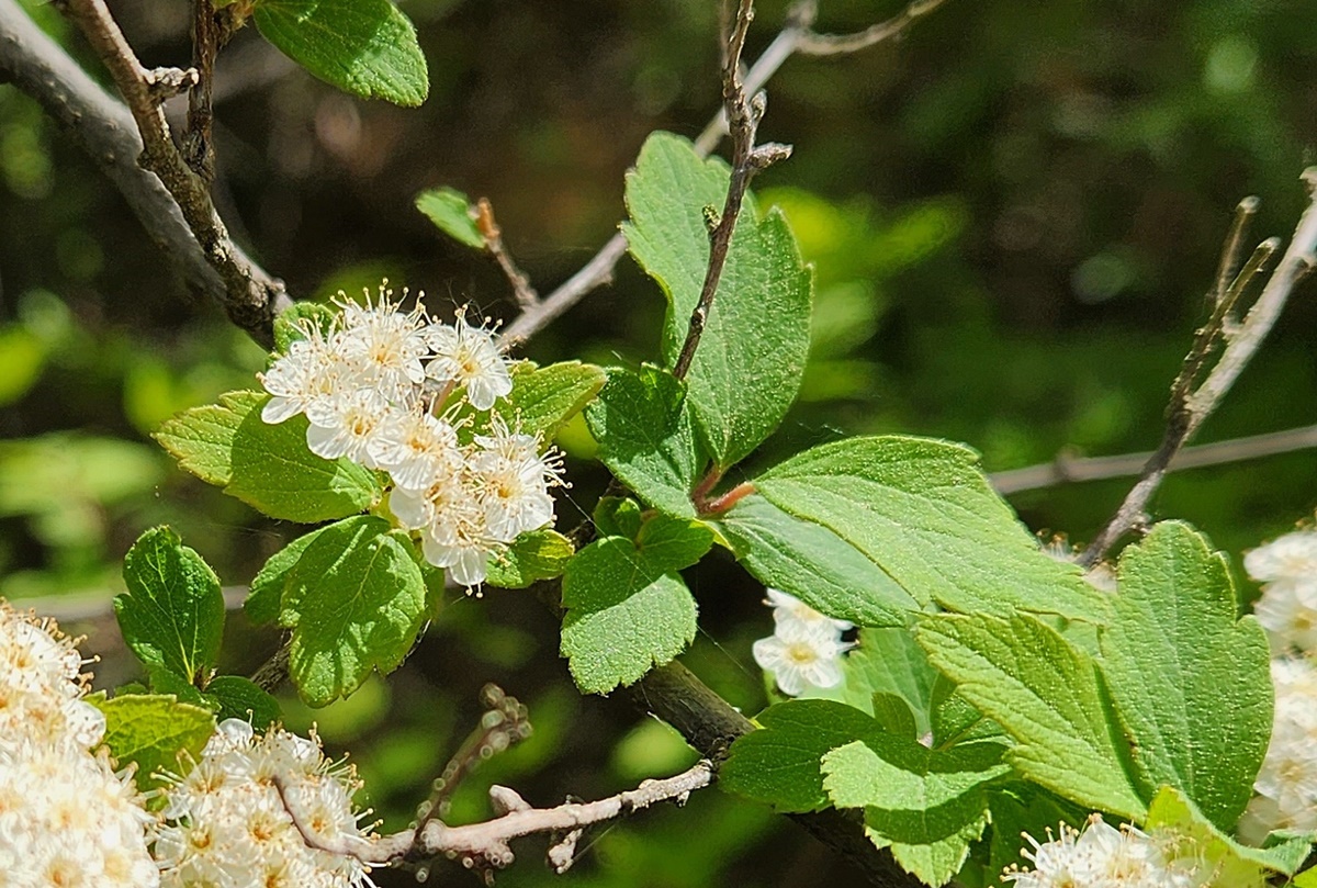 아구장조팝나무