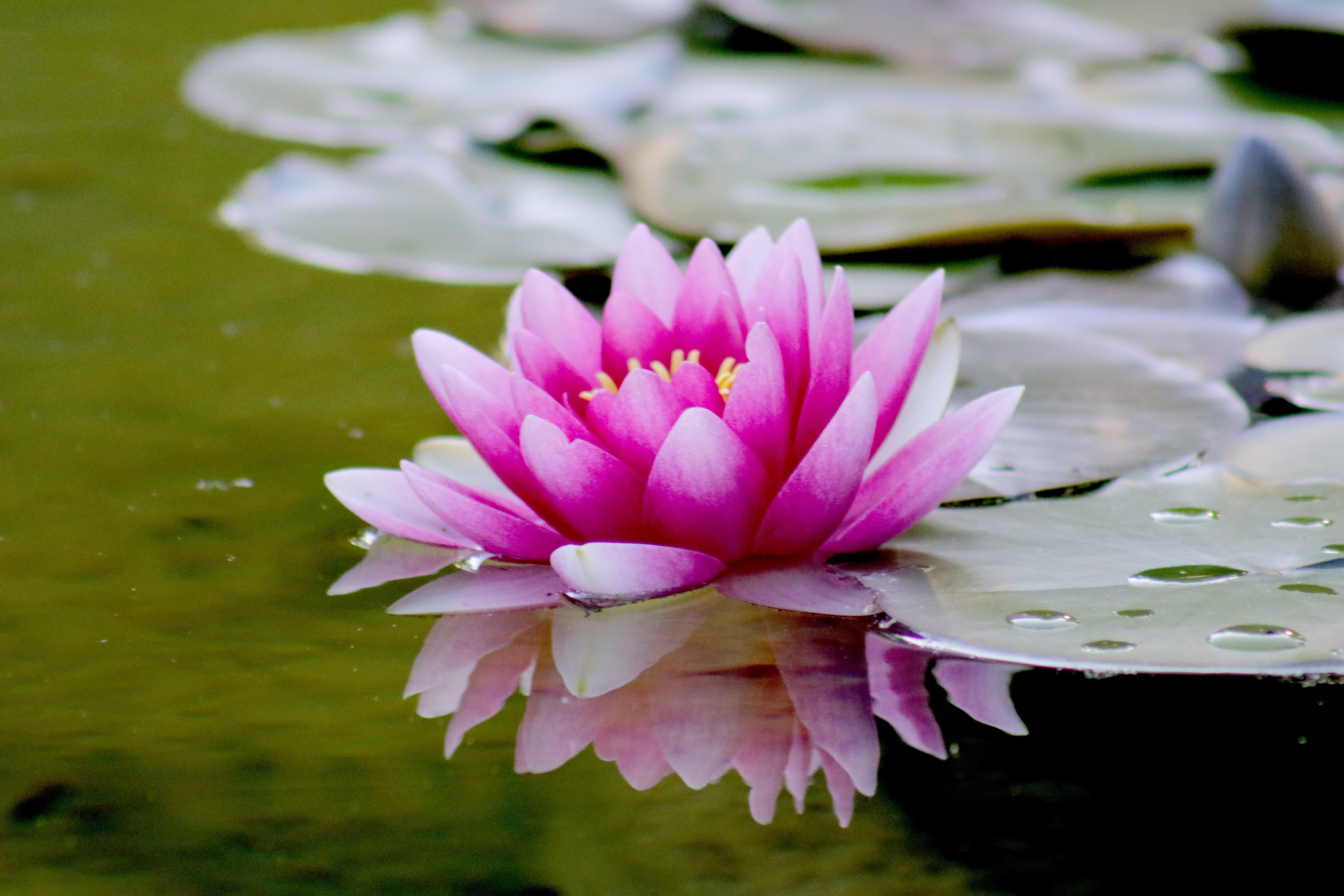 연꽃