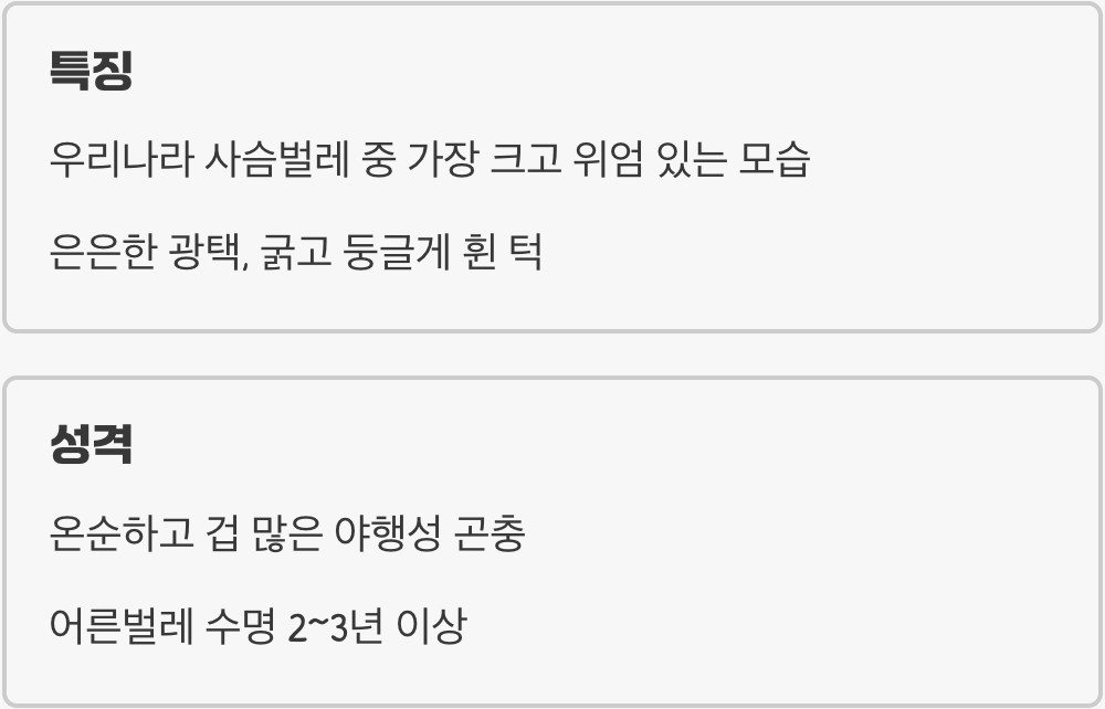 숲속의 검은 다이아몬드, '왕사슴벌레'는 어떤 친구?