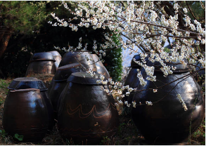 광양 매화 개화시기