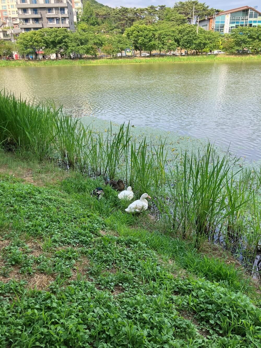 오리