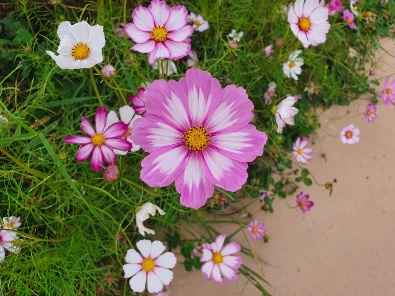 분홍색코스모스