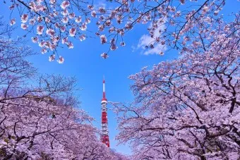 벚꽃 명소 추천 축제 유명한곳_17