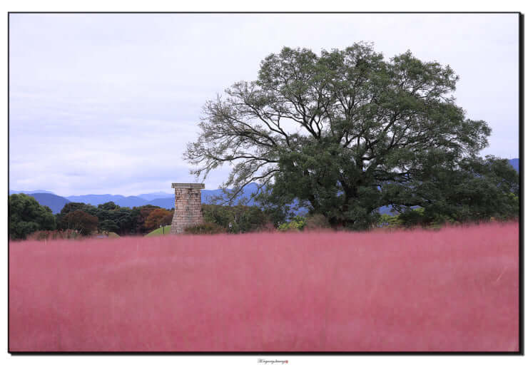 2025 첨성대 핑크뮬리 개화시기와 절정기 & 팁 사진