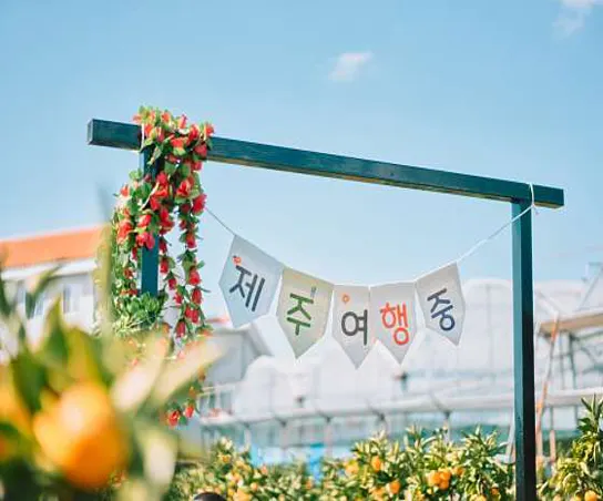 제주로운감귤밭