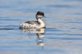 후닌 논병아리 유전자 병목 현상 위험도 평가와 미래 개체군 안정성 시나리오 분석