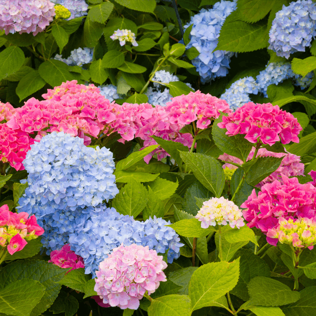 용인 자작나무숲 봄꽃축제