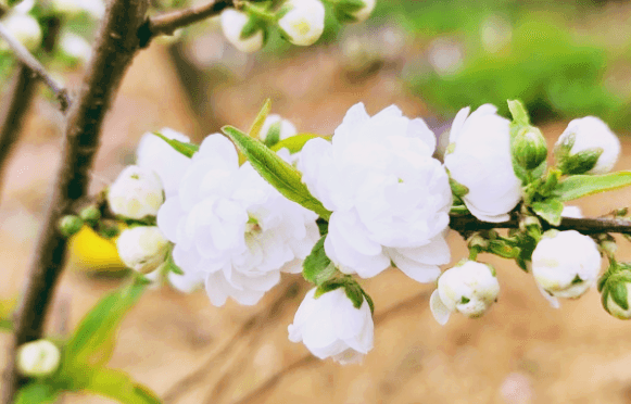 옥매화 황매화 홍매화 포토 꽃말 키우기와 가지치기 알아보기