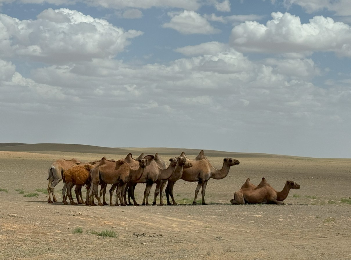 아름다운 몽골 낙타