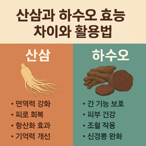 산삼과 하수오 효능 차이와 활용법 썸네일
