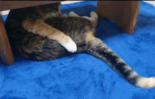 펫코지 뽀송러그 고양이 집사 후기