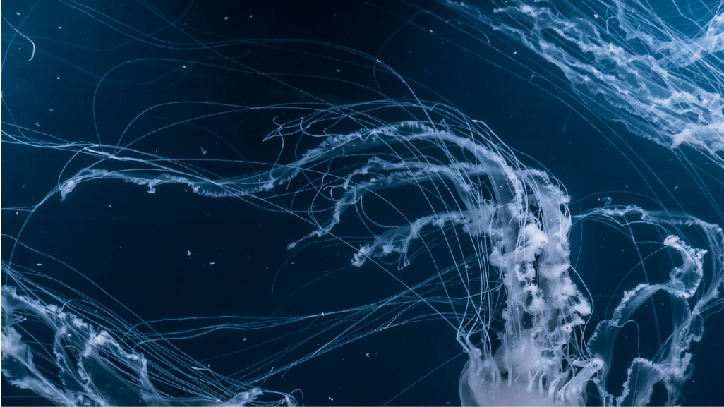 부영양화가 수질에 미치는 영향