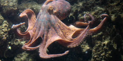 제 23회 2025 서천 동백꽃 쭈꾸미 축제 미리 알아보기