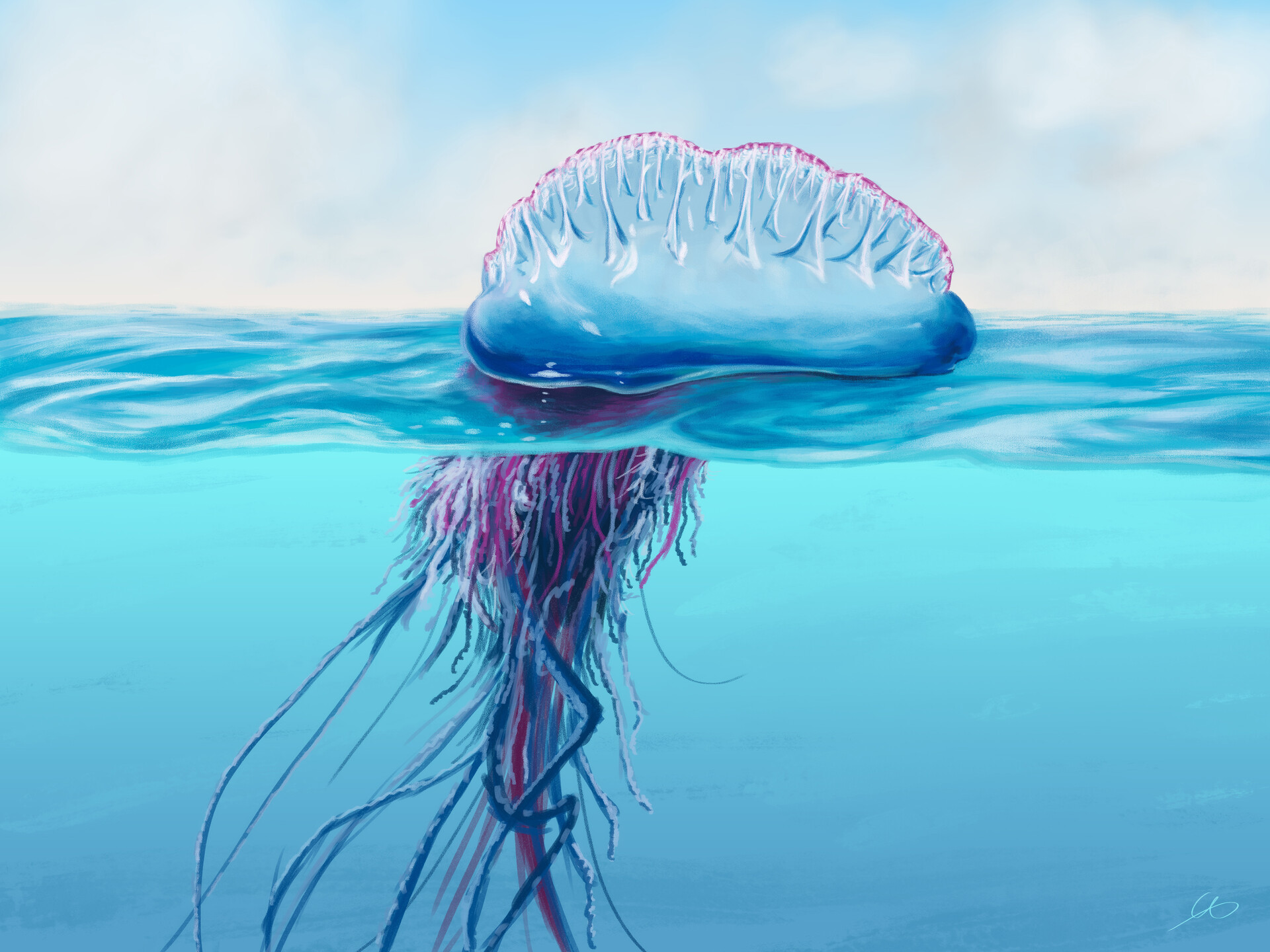 포루투칼 만세포