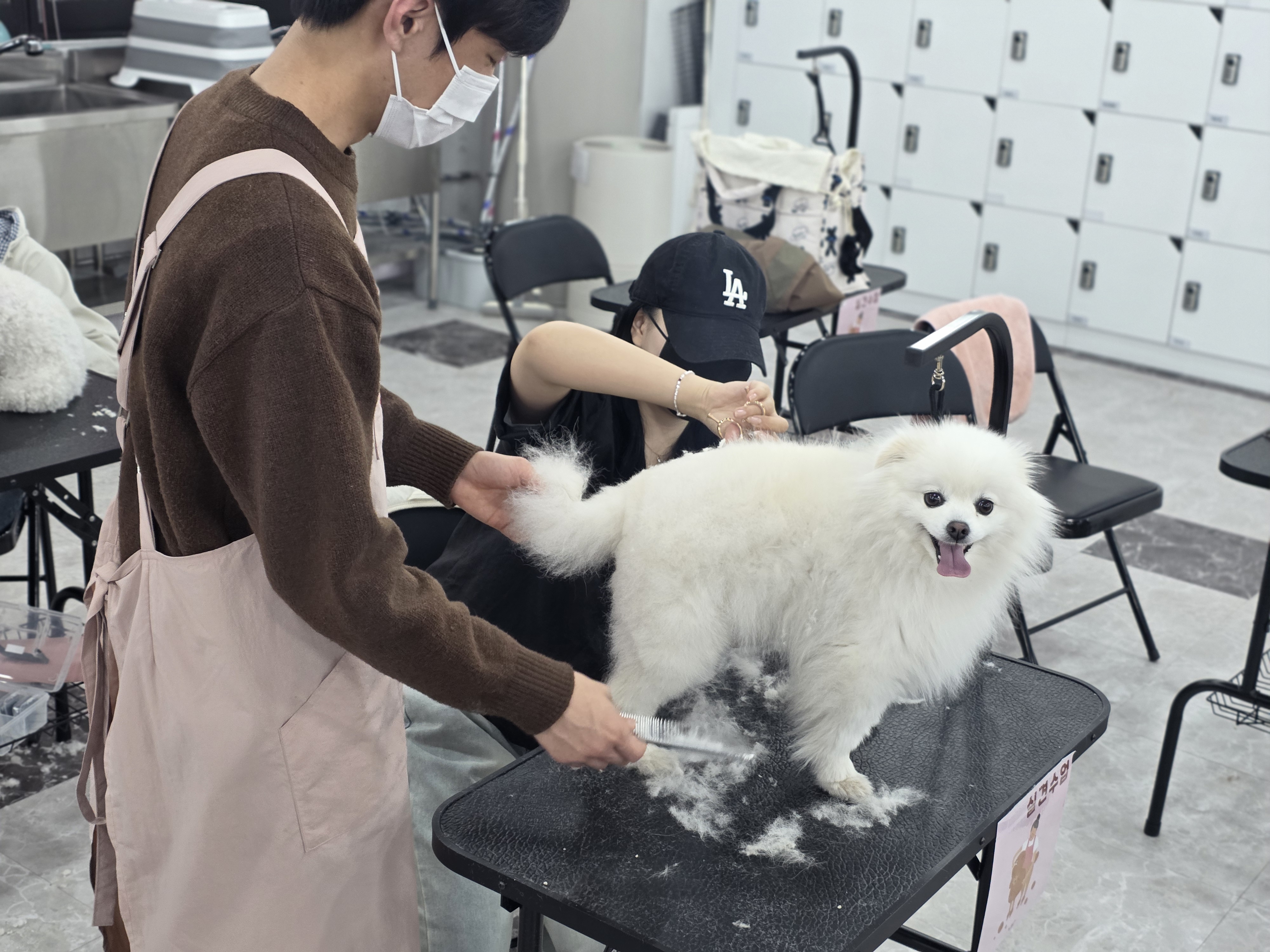 왕십리애견미용