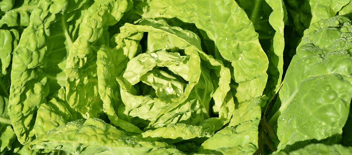 폐렴에 좋은 음식과 관련 있는 사진 - 17