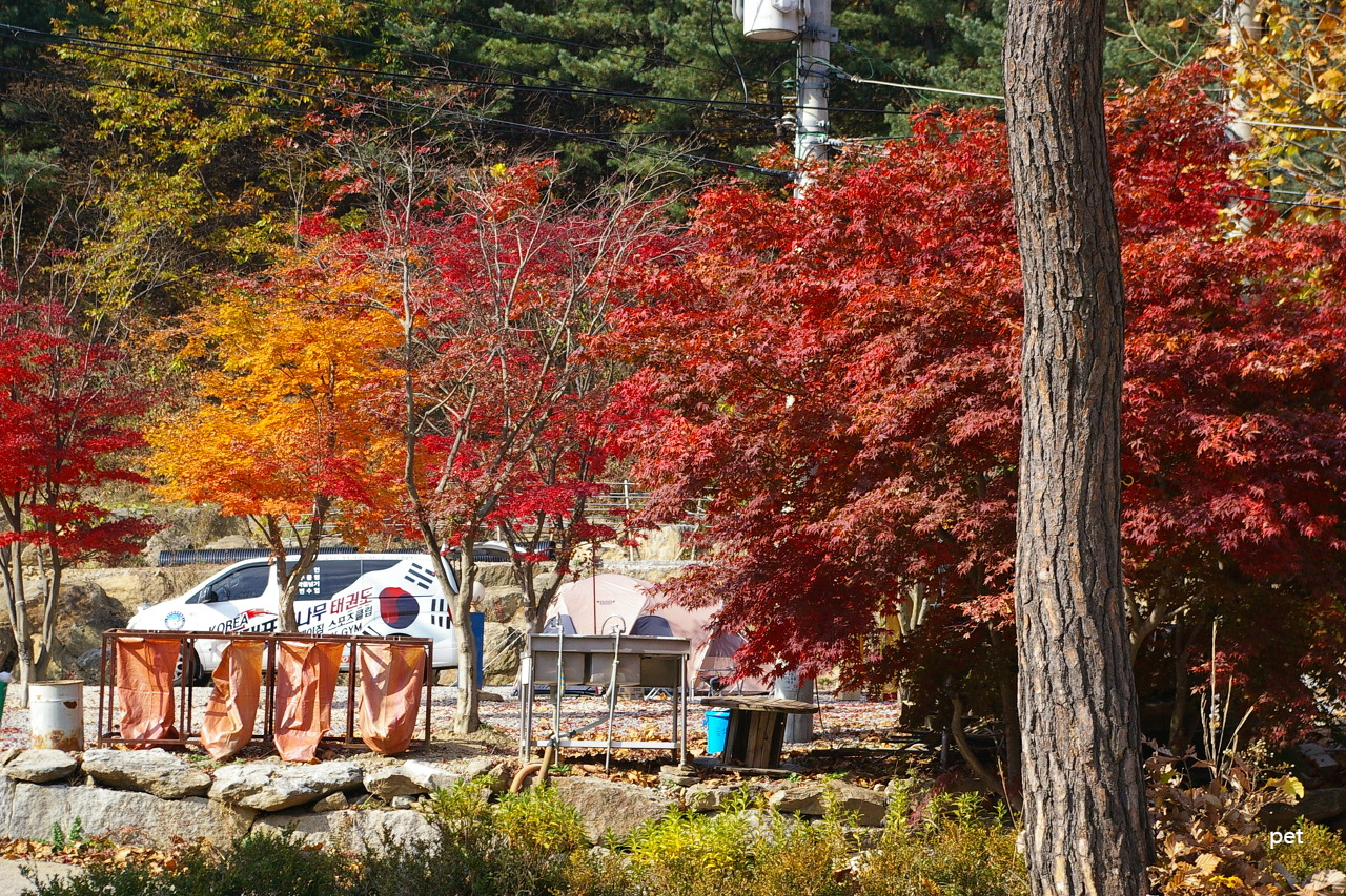 경기-동두천-산야초자연캠핑장-예약-방법-애견-동반-가격-주소-시간-후기
