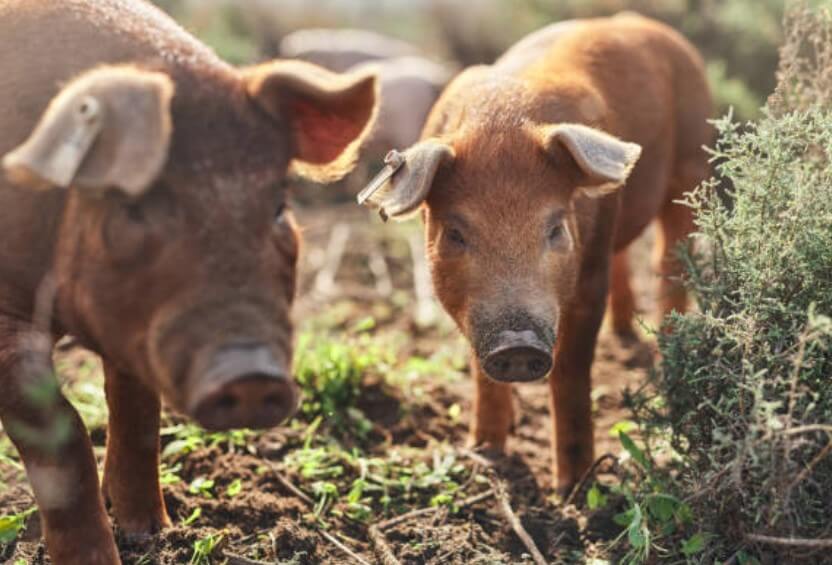 돼지쫓아내는꿈