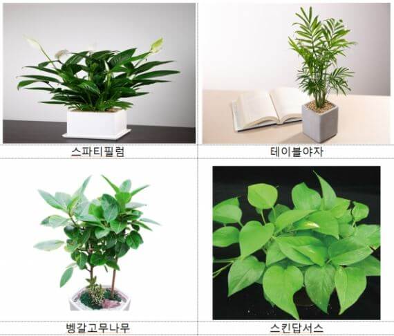 추천하는 미세먼지 정화식물