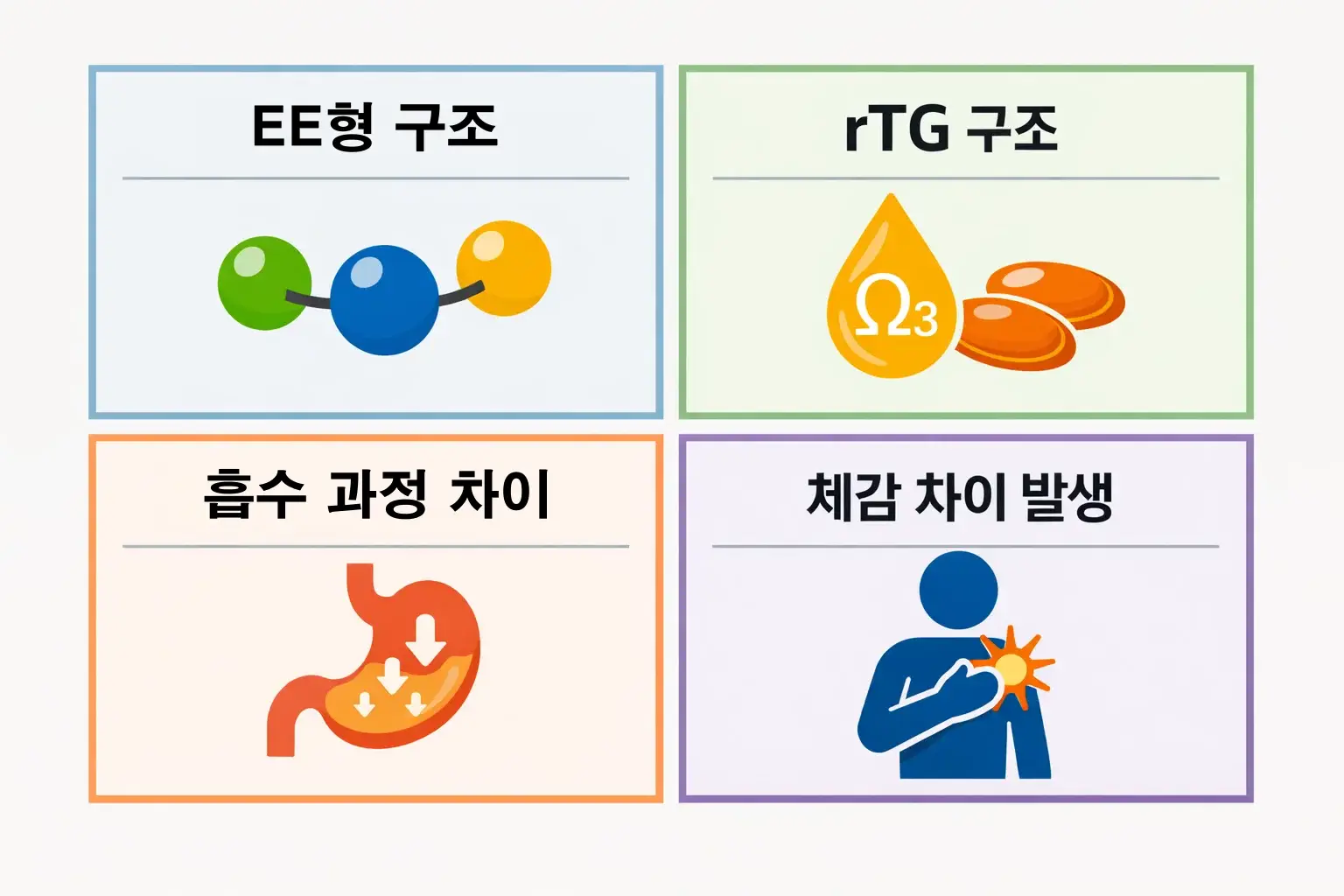 초임계 알티지 오메가3 효능 차이는 EE형과 rTG형 구조에서 발생하는 흡수 과정 차이로 체감 효과가 갈리는 구조를 비교한 이미지