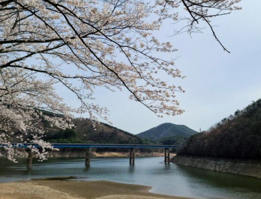 벚꽃명소 대원사