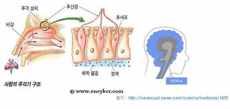 향기를 느끼는 과정과 자율신경