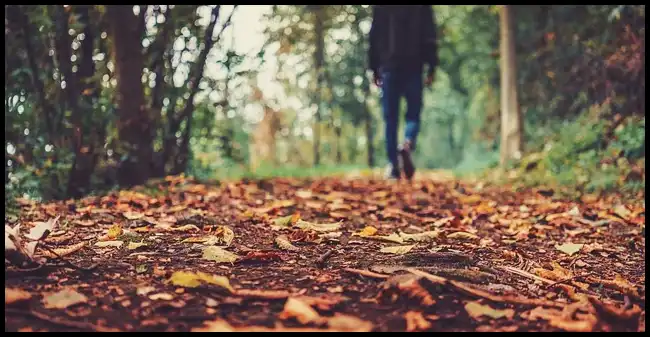 2024년 내장산 단풍절정시기