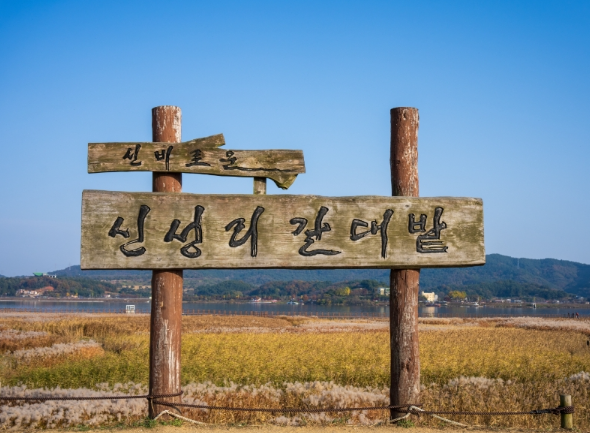 신성리 갈대밭