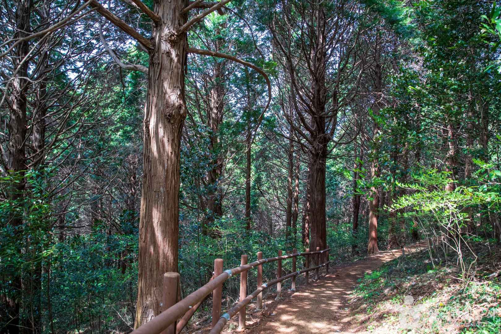 고흥 외나로도 편백숲