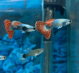 직장인 구피 먹이 주는 방법