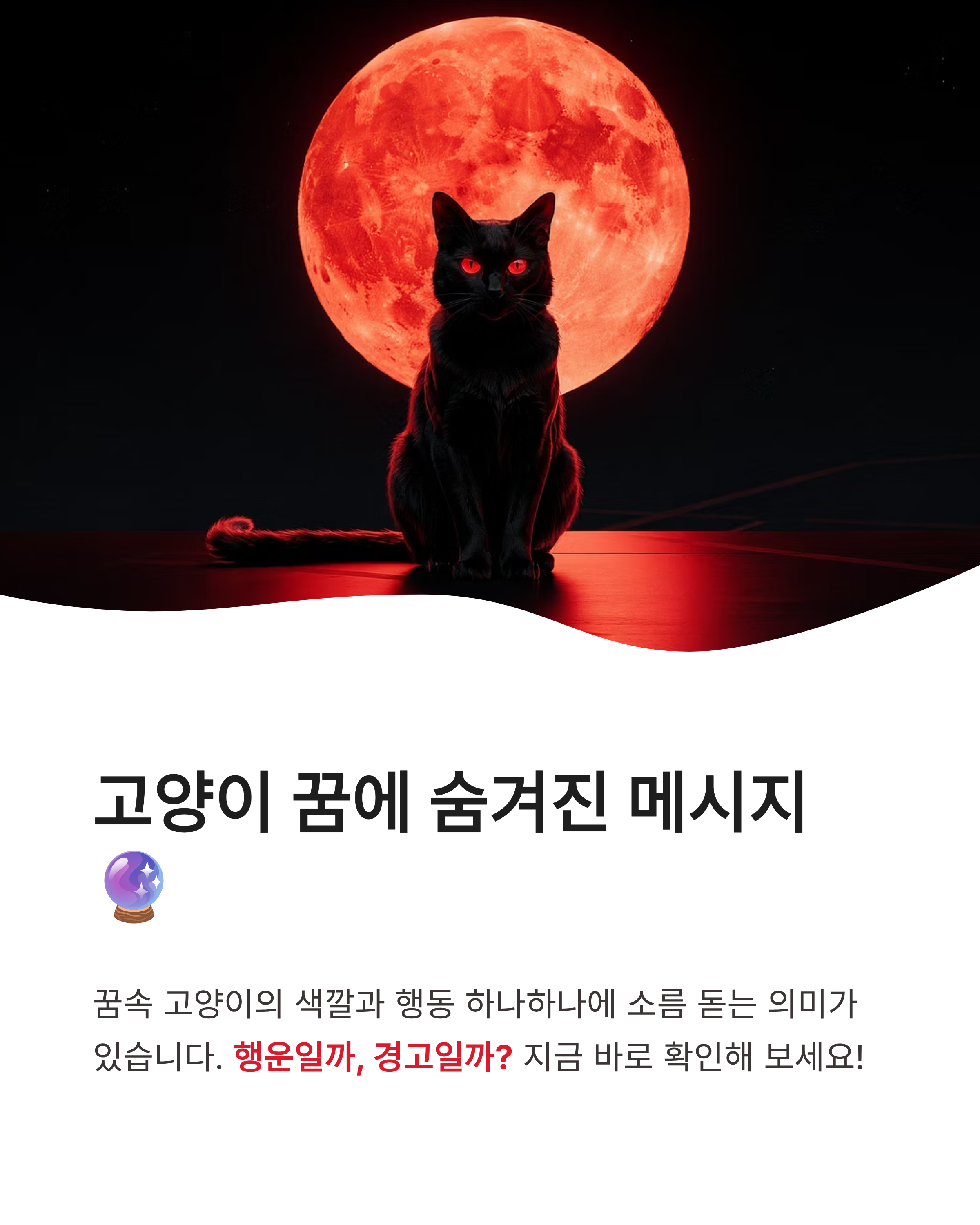 고양이 꿈 해몽 ❘ 할퀴는 검은 고양이 새끼 고양이까지? 행운과 경고의 미묘한 차이 완벽 가이드