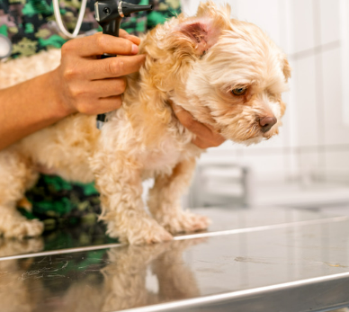 연령별 강아지 건강검진 추가 항목 추천 리스트 비용 및 가격