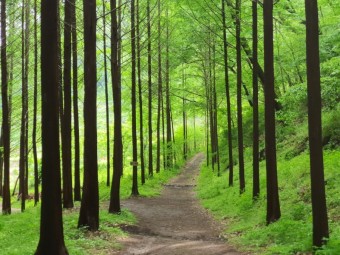 화인산림욕장 옥천 가볼만한곳 추천 명소 산책로 주차