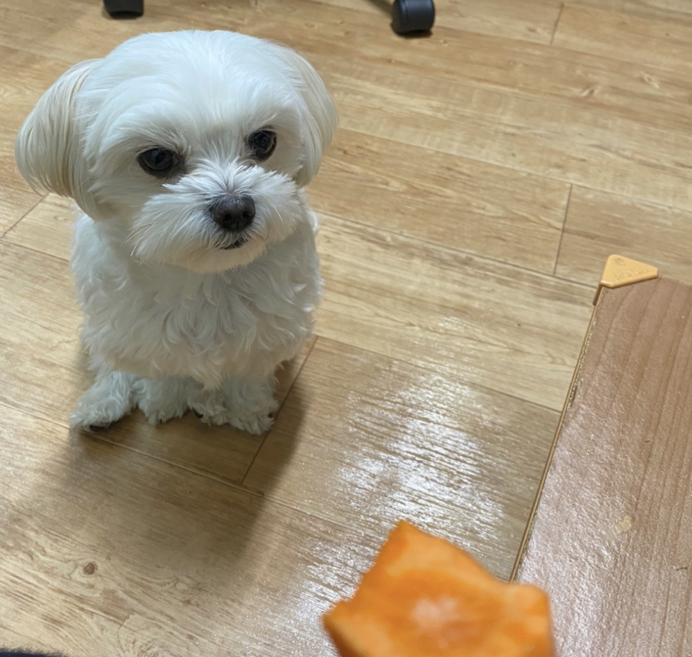 강형욱 훈련소 후기