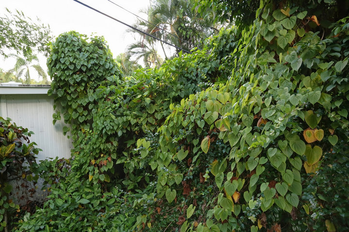 하늘마 효능 11가지 총정리