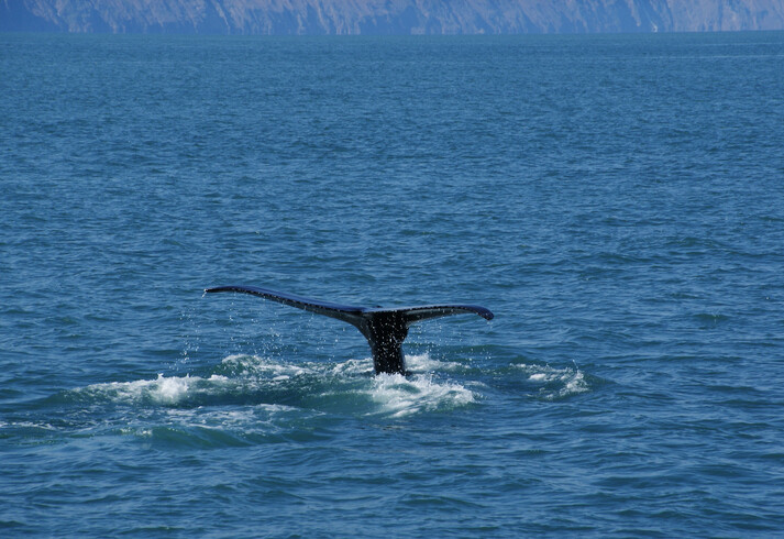 밍크고래 불법 포획 유통 판매 밍크고래고기 불법 판매