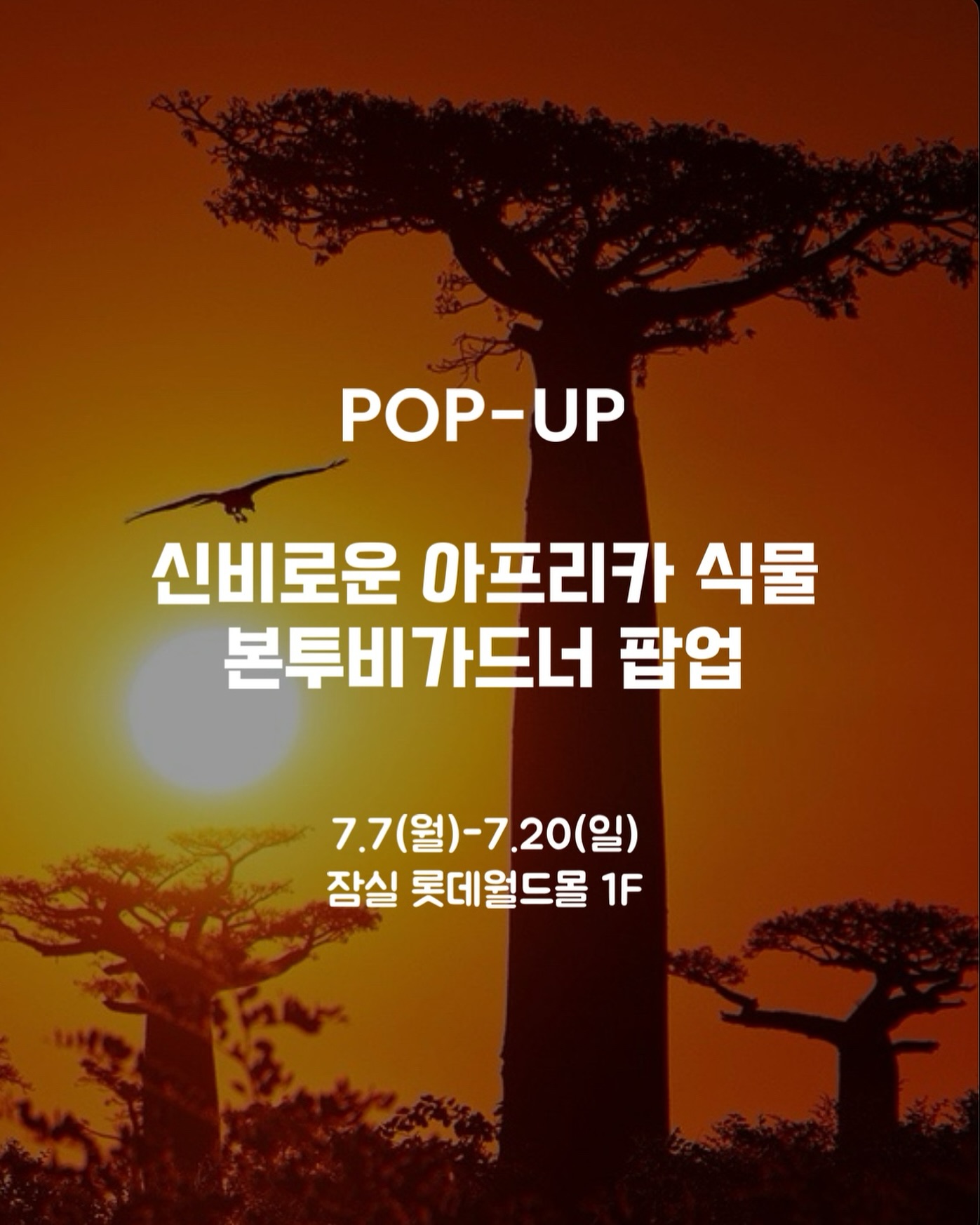 1인 1아프리카식물, 잠실 롯데월드몰에서 만나는 플랜테리어 트렌드