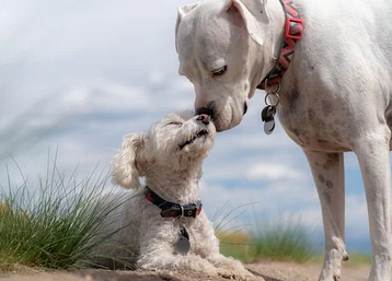 얼굴을-비비고있는-두마리-강아지
