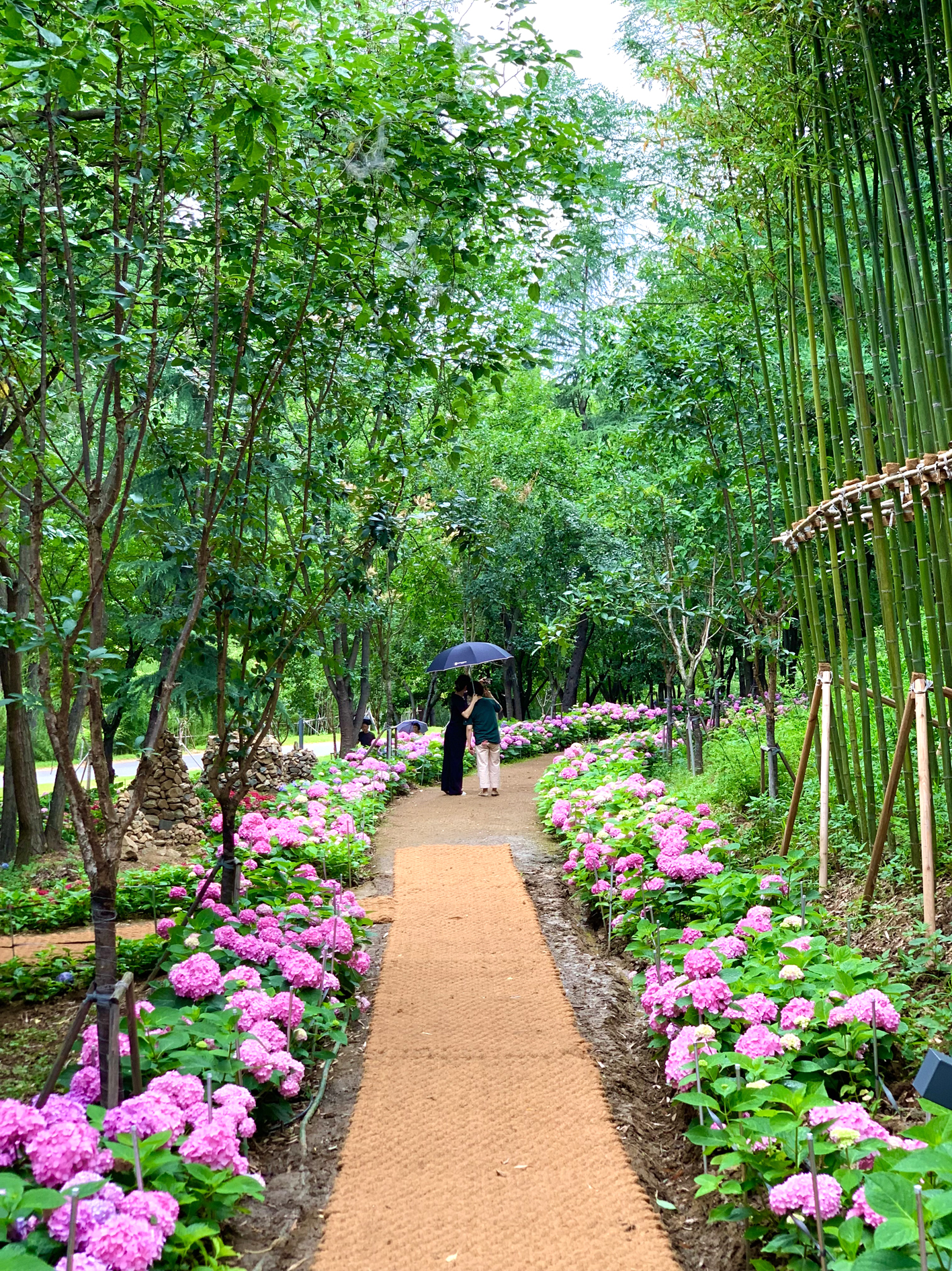 구미다온숲 수국핀 모습입니다.