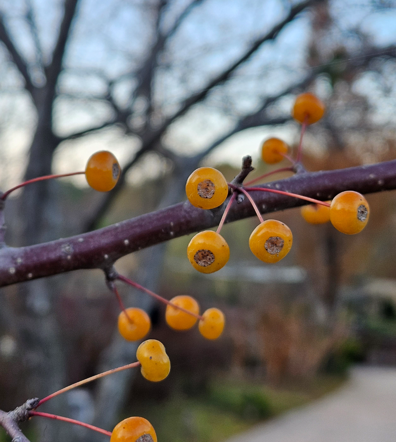 야광나무 열매2